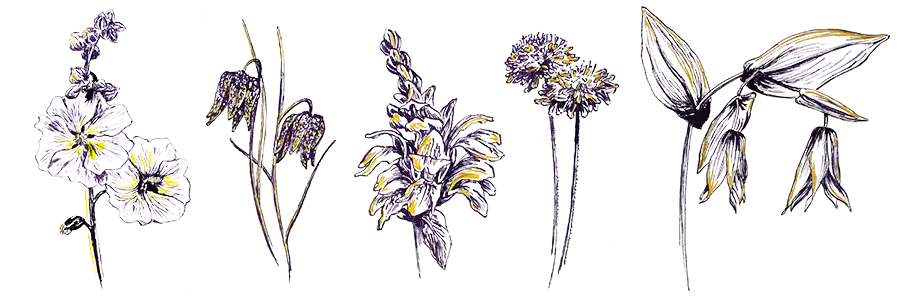 Die farbenfrohen Tusche von artful habe ich für Blumenillustrationen benutzt.